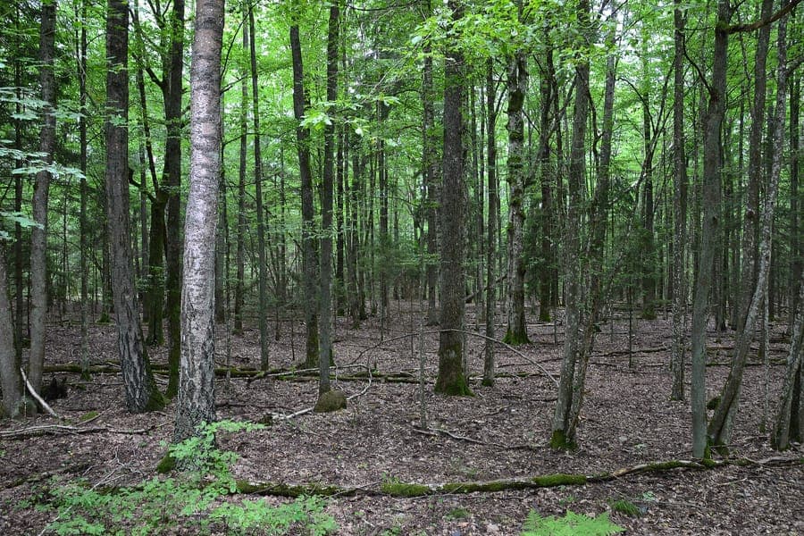 La forêt de Belovej, dernière forêt primaire d'Europe, à la frontière polonaise